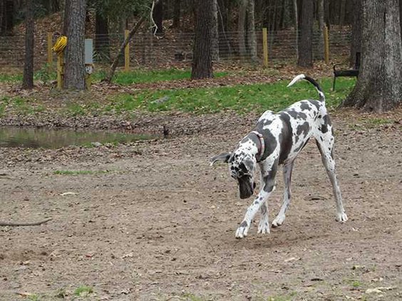 Enjoying the Bark Park