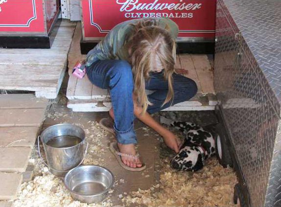 Sidney Hogood 12 Dalmation pup Clyde