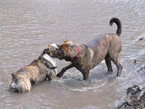 copperdixiefight over stick2015
