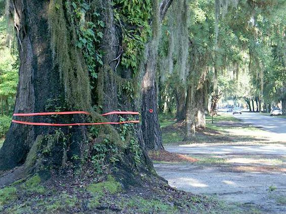 martin live oak
