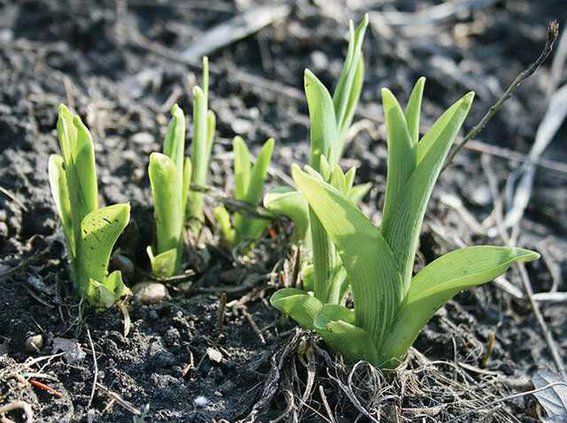 plant shoots