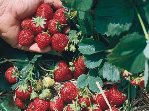 strawberries