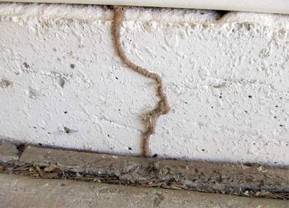 termite tube