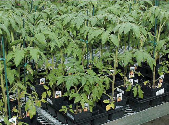 tomato plants