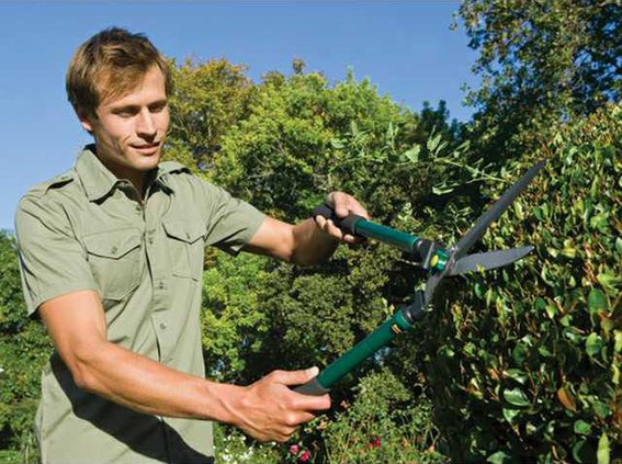 tree pruning