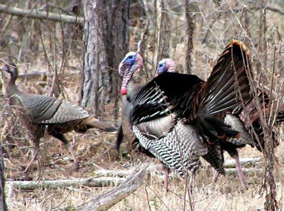 turk4