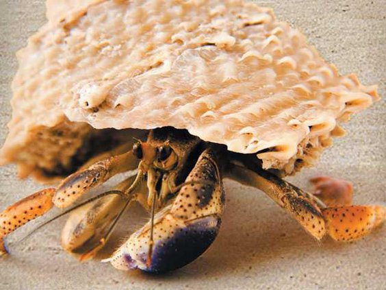 0828 hermit crab