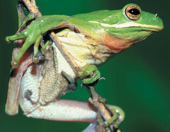 1211 tree frog