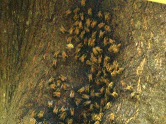 Bees in Richmond Hill 1