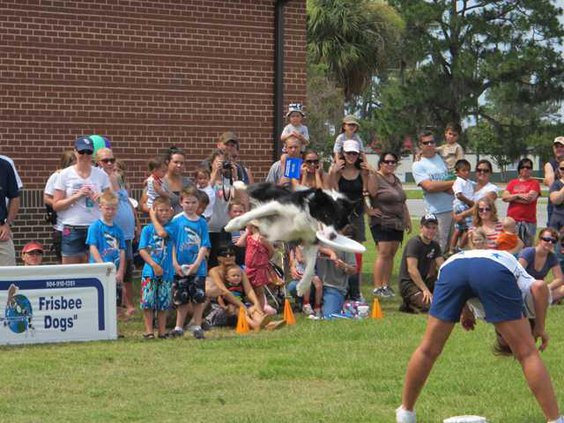 Frisbee Dog1