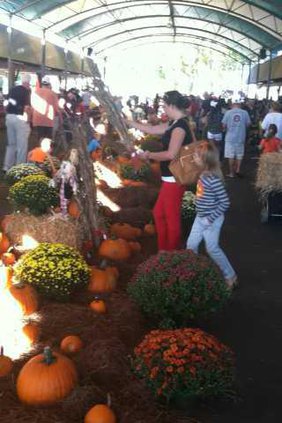 Pumpkin patch 1