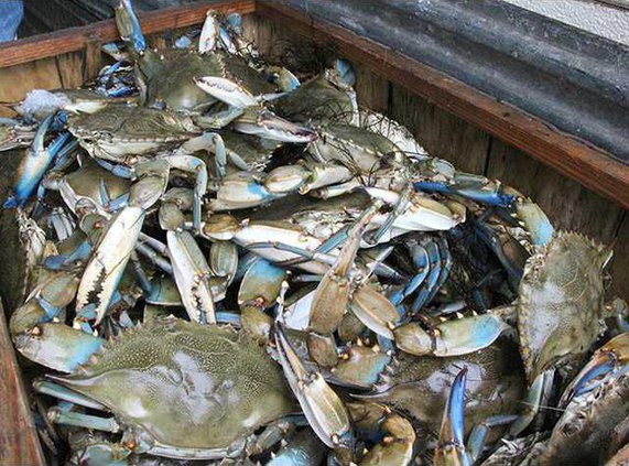 blue crab crate