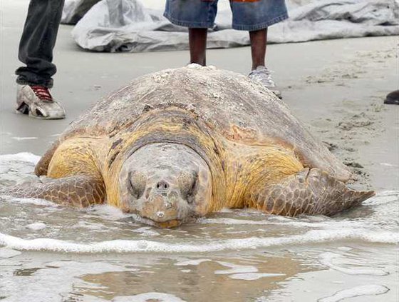 sea turtle