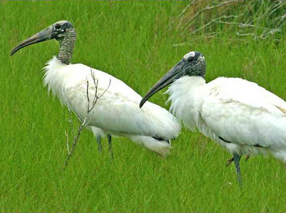 woodstork-1