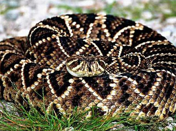 0129 Coiled snake