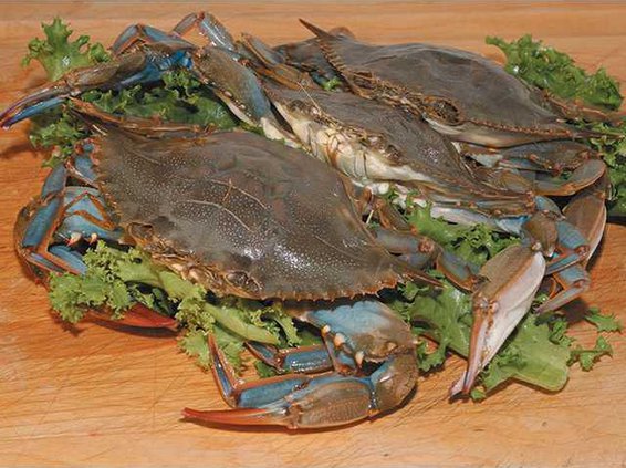 blue crabs