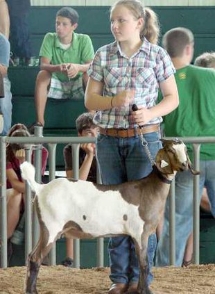goat show july 2011 056
