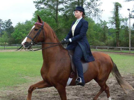 living-horseshowl