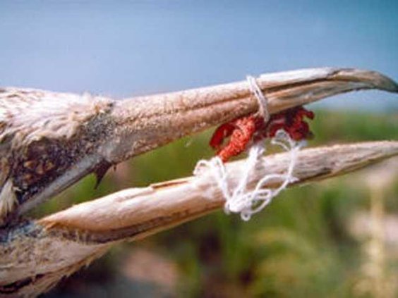 wildlife-noaa-bird-with