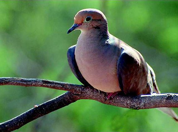 turtledove