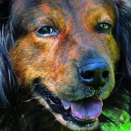 Bear for Paws Corner 0808.jpg