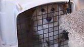 shelter dog.jpg