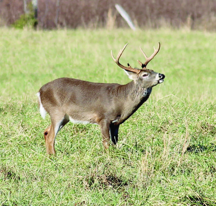 SPORTS deer hunting.jpg