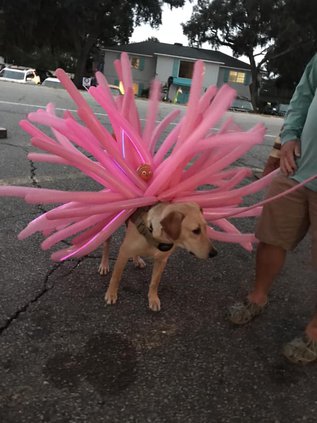 judges favorite_Poppy.jpg