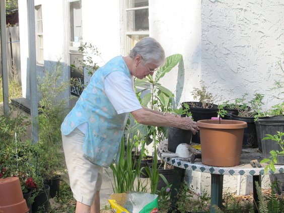 Dot Moss transplants a young fig tree1..JPG