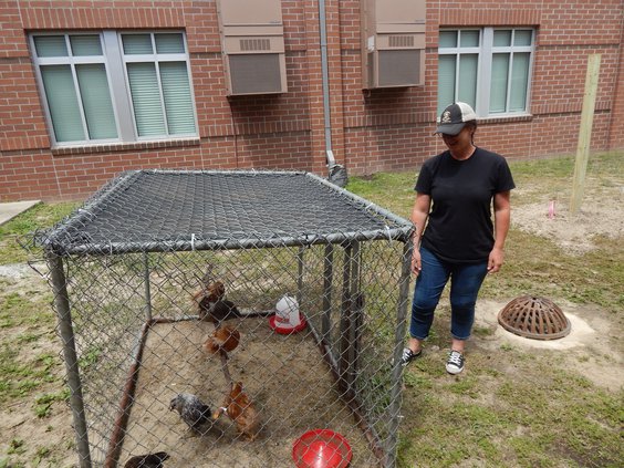 Volunteer spotlight 2 chicken coop.JPG