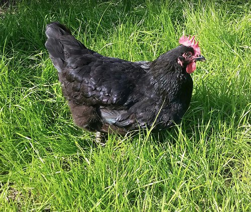 Egg candling training for fledging chicken farmers