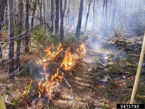 Prescribed burn