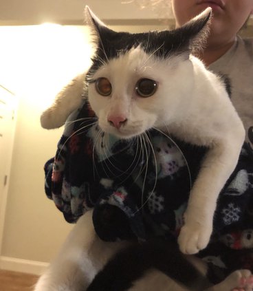 Marlin the cat