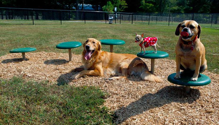 bark park agility course