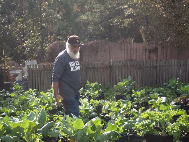 Backyard garden is therapy for Vietnam veteran - Vimarsana News