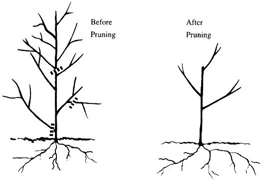 pruning