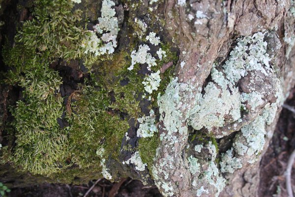 moss