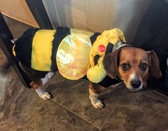max in dog costume