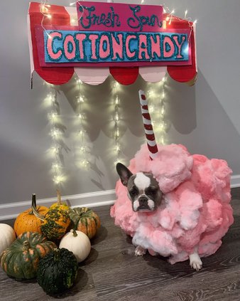 First place pets Delilah as Cotton Candy Creature Mother Lauren Fries.jpg