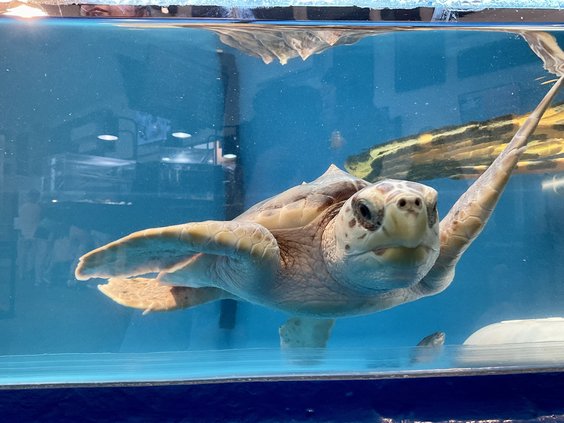 sea turtle
