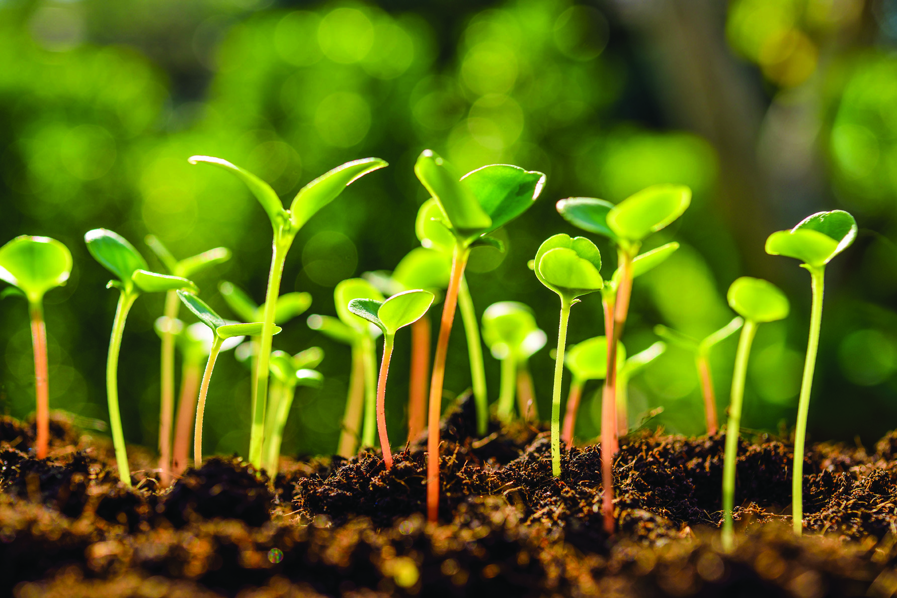 Multiplying your favorite plants Coastal Courier