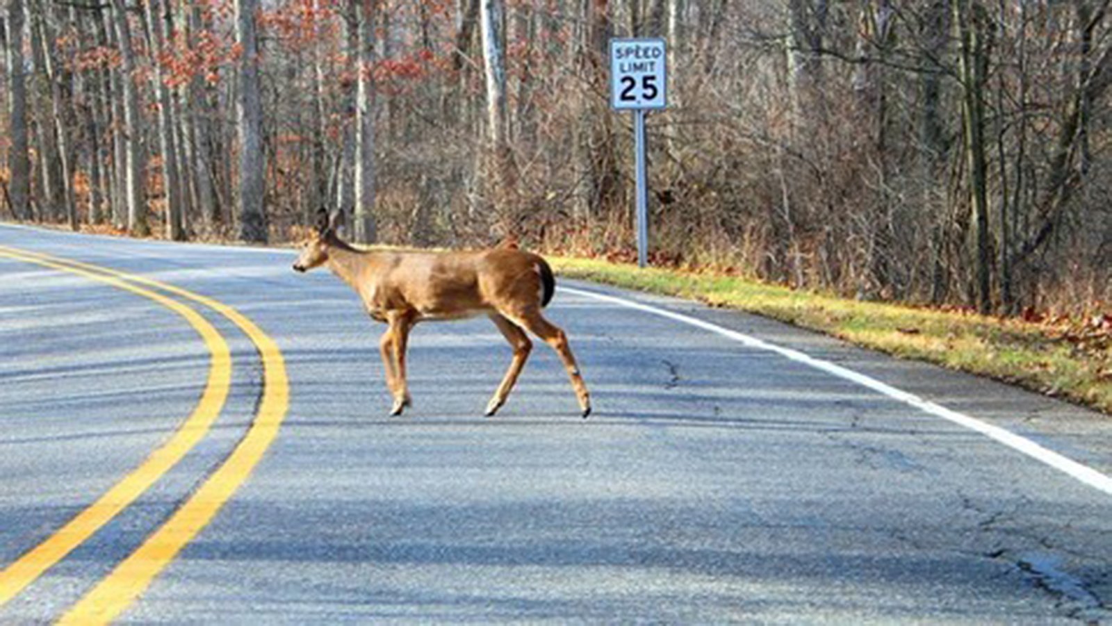 How to avoid deercar collisions Coastal Courier