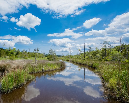 marshes in Liberty County.