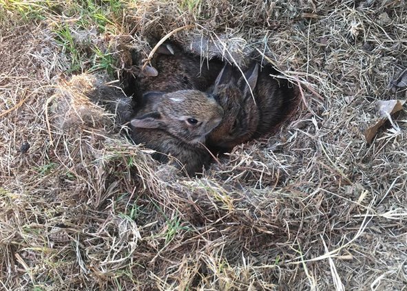 leave wildlife alone
