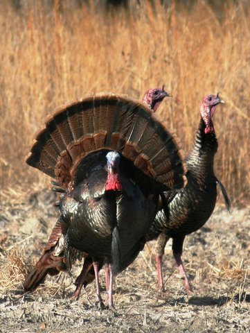 It's time to talk - and hunt - turkey