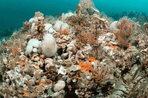 grays-reef-2