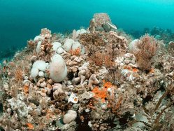 grays-reef-2