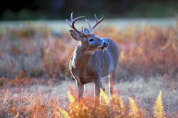 deer season